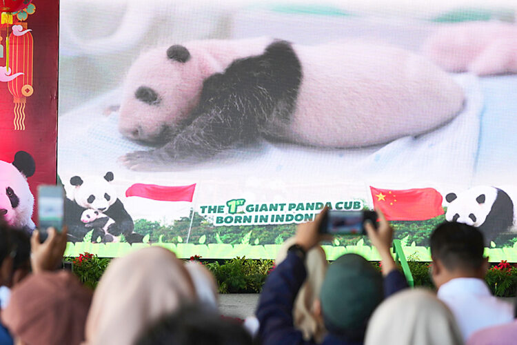 Indonesia’s panda cub thriving at 40 days